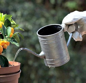 Top Tips for Eco-Friendly Gardening