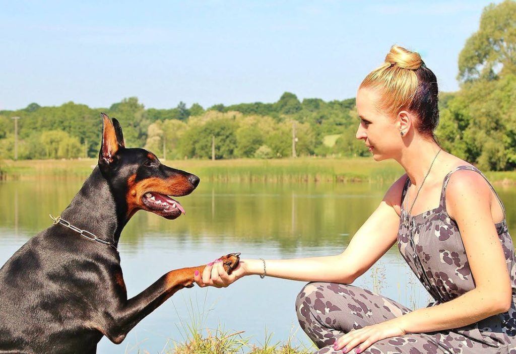 Tips for Taking Your Happy Hound on Holiday