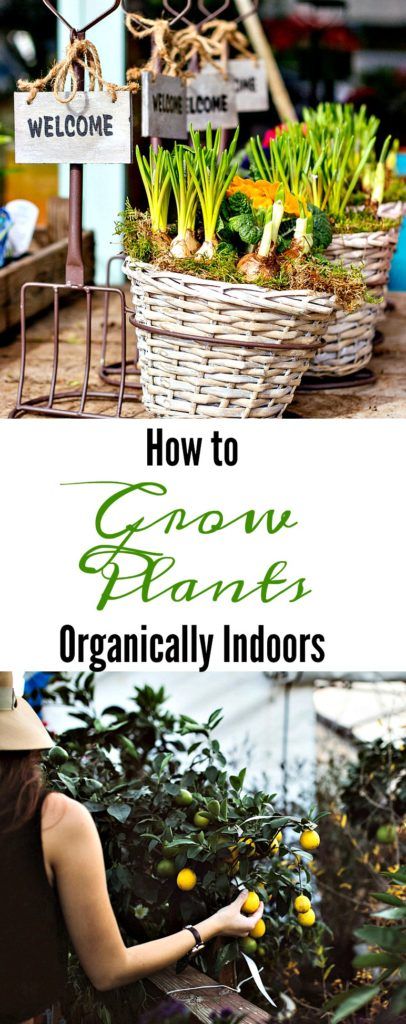 How to Grow Plants Organically Indoors