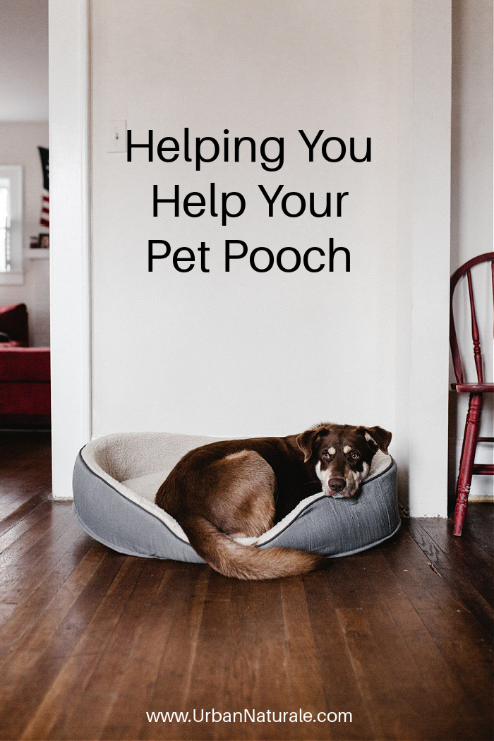 Helping You Help Your Pet Pooch -  If you have been a dog owner before you may be well aware of the settling-in issues that can come with a new pet – one such issue is that of sleep. For example, to prevent your dog from waking in the night it’s important to take your pooch into the garden or around the block for a bathroom break. Here are 3 tips any dog owner can implement to ensure their dog gets the sleep they need.  #dog  #pet  #pooch  #petsleep  #dogsleep  #sleeepingtips  #dogsleeptips 
