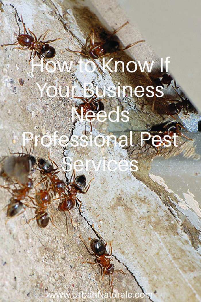 How to Know If Your Business Needs Professional Pest Services - The last thing you want to deal with when you're running a business is an unexpected pest infestation. There are several problematic pests that can cause a range of issues, so it's crucial that you identify them quickly and remove them to minimize damage and stress. Here's how to know if your business needs professional pest services.  #business   #professionalpestservices    #pests  #nontoxicpestcontrol    #pestcontrol 