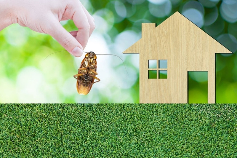 5 Eco-Friendly Ways To Get Rid Of Pests