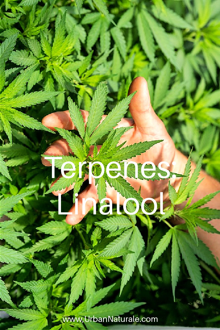 Terpenes: Linalool  -  There’s no doubt about it - terpenes are the cornerstone of any truly optimum CBD experience. From Pinene to Myrcene, there are a huge variety of terpenes out there in the natural world containing unique, aromatic and flavoursome profiles. Linalool is one of these remarkable terpenes and plays a big part in some of our most popular CBD products. Here is more information about Linalool.  #Linalool  #Terpenes  #CBD    #CBD products