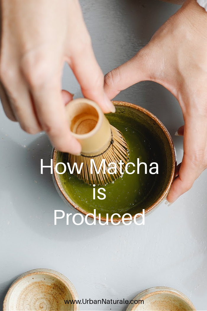 How Matcha is Produced - Matcha is made from the same plant as oolong tea and black tea: camellia sinensis, but the production methods of Matcha are distinctive from those of other green teas. Unlike most Matcha, the highest quality is harvested once a year, each May, always by hand. Due to the high amino acid content, great matcha is sweet and mouthwatering, without any traces of bitterness. #matcha  #matchatea  #matchateaproduction  #tea 