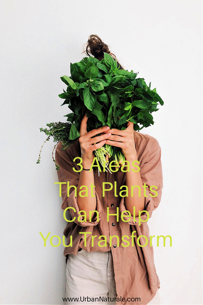 3 Areas That Plants Can Help You Transform  - Making changes in your life that positively impact you and your loved ones is actually quite a bit easier than you might think. One area in which this can be done with ease is in the form of plant additions. Adding plant-based solutions to your life can benefit you in many more ways than one. #plants  #plantbased solutions  #essentialoils  #plantbaseddiet  #houseplants  