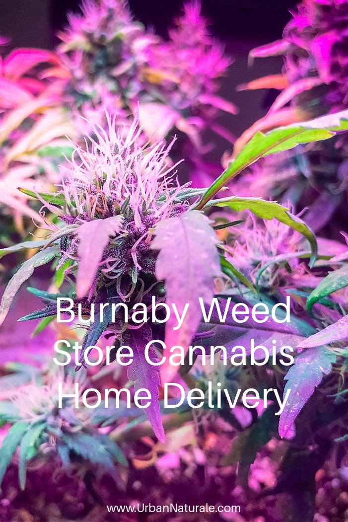 Burnaby Weed Store Cannabis Home Delivery - You might be used to buying cannabis from physical shops but have you tried ordering online? You can order everywhere and anywhere you want. Here are some advantages of buying cannabis online. #medicalcannabis  #cannabis  #onlineshopping #homedelivery