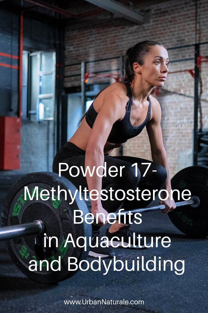  Powder 17-Methyltestosterone Benefits in Aquaculture and Bodybuilding - Powder 17-Methyltestosterone has been used in the treatment of low testosterone and it has been used with female tilapia in aquaculture. In bodybuilding, it is used to assist in the healthy development of muscle mass.  #bodybuilding  #aquaculture  #Powder 17-Methyltestosterone