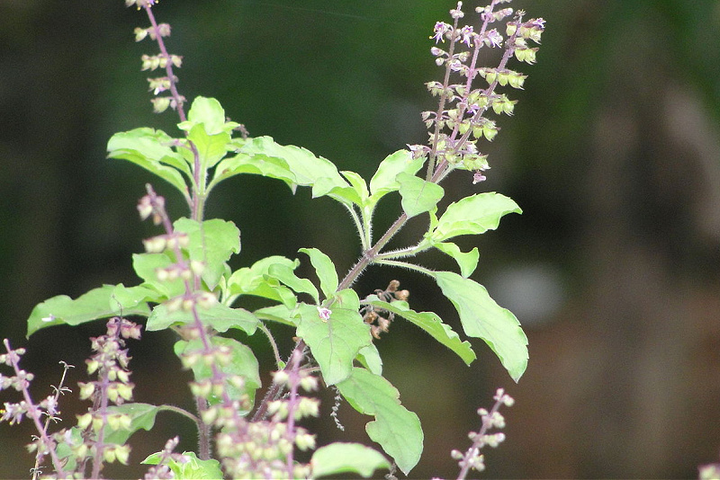 Tulsi: Benefits for Your Brain and Your Body  