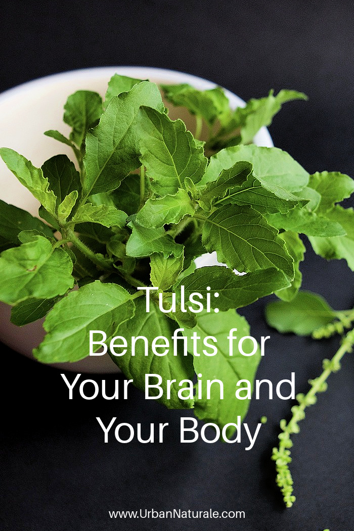 Tulsi: Benefits for Your Brain and Your Body- Tulsi, also known as holy basil, has long been revered in traditional Indian medicine for its remarkable health benefits. It is rich in antioxidants that help strengthen the immune system, thereby enhancing the body's ability to fight off infections. #tulsi  #holybasil   #traditionalremedies  