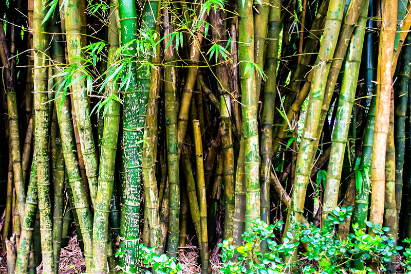 Bamboo Toilet Paper FAQ: Your Ultimate Guide