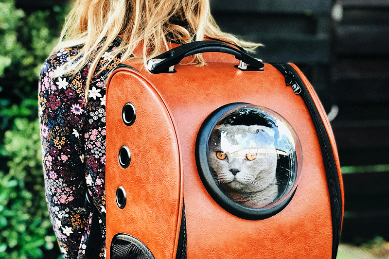 Essential Guide to Cat Transport: Tips for Safe and Stress-Free Travel